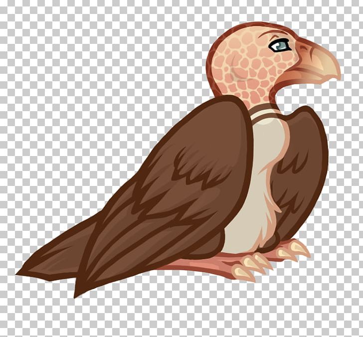Vulture Beak Eagle Bird PNG, Clipart, Animals, Avian, Beak, Bird, Bird Of Prey Free PNG Download