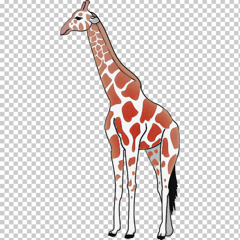 Giraffe Giraffidae Wildlife Neck Joint PNG, Clipart, Animal Figure, Giraffe, Giraffidae, Joint, Neck Free PNG Download