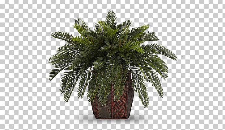 Flowerpot Houseplant Areca Palm Albizia Julibrissin PNG, Clipart, Albizia Julibrissin, Areca Palm, Flowerpot, Houseplant, Plant Free PNG Download