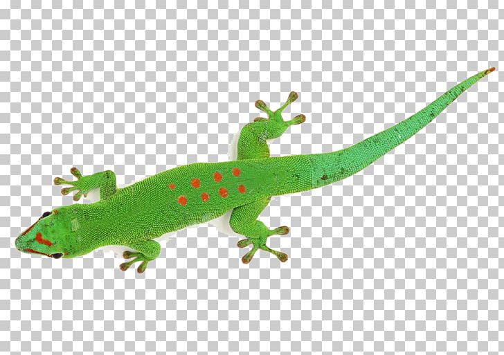 Lizard Chameleons Animation Madagascar Day Gecko PNG, Clipart, Animal, Animals, Animation, Chameleon, Chameleon Material Logo Free PNG Download