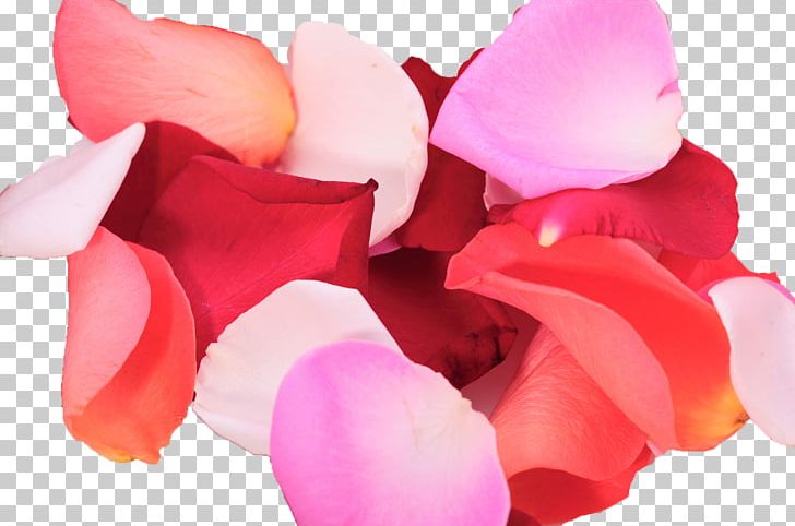 Petal Flower Garden Roses .de Desktop PNG, Clipart, Beach Rose, Cut Flowers, Desktop Wallpaper, Flower, Flower Bouquet Free PNG Download