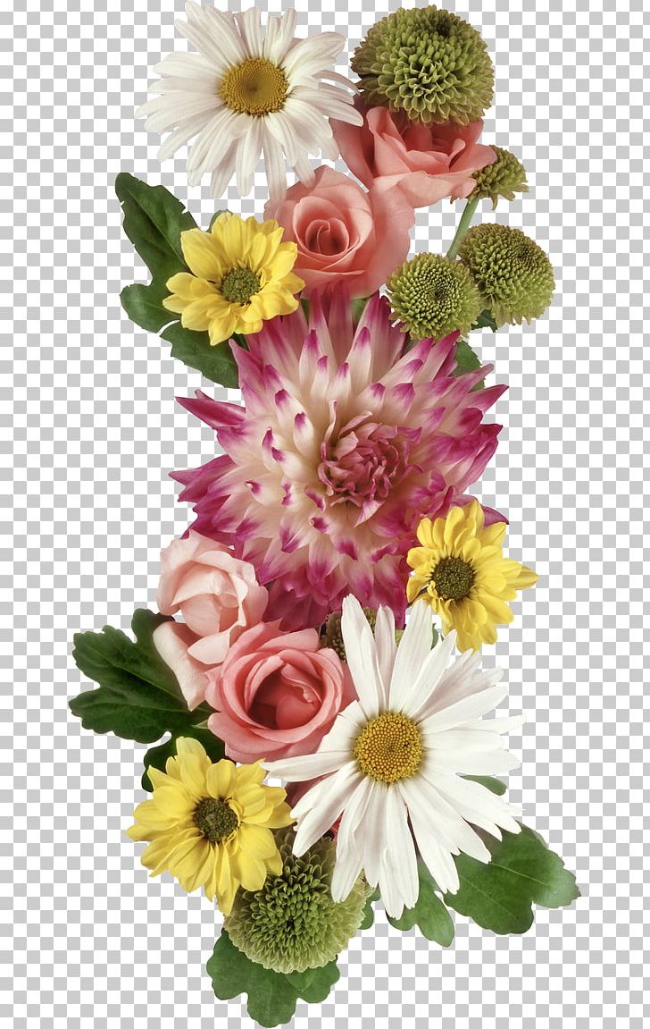 Transvaal Daisy Floral Design Cut Flowers Photography PNG, Clipart, Albom, Album, Annual Plant, Author, Chrysanthemum Free PNG Download