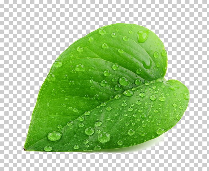 Drop Leaf Green Dew Stock Photography PNG, Clipart, Condensation, Desktop Wallpaper, Dew, Drop, Green Free PNG Download