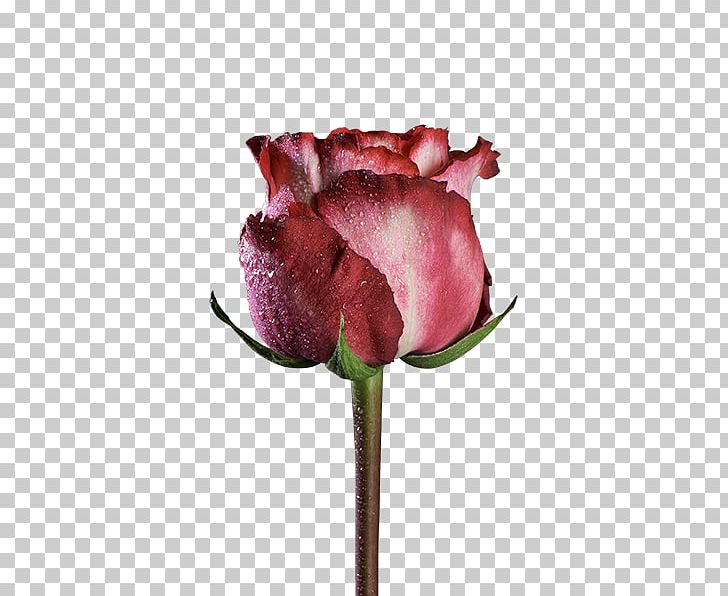 Garden Roses Centifolia Roses Pink Cut Flowers Black Rose PNG, Clipart, Black Rose, Bud, Burgundy, Centifolia Roses, Cut Flowers Free PNG Download