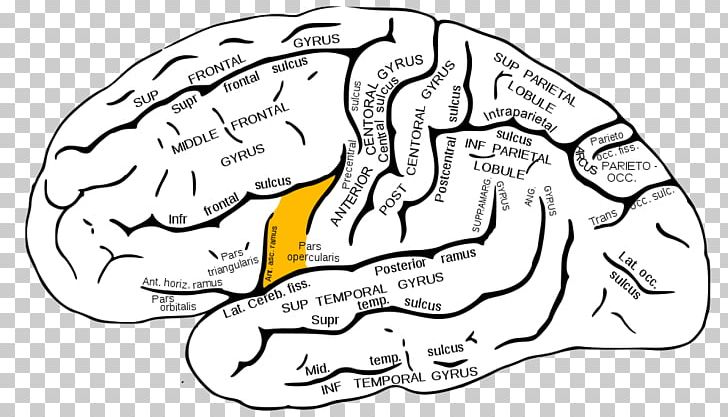Inferior Frontal Gyrus Superior Frontal Gyrus Frontal Lobe Lobes Of The Brain PNG, Clipart, Angular Gyrus, Area, Black And White, Brain, Hand Free PNG Download