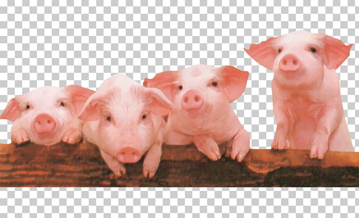 Piglet The Three Little Pigs PNG, Clipart, Animals, Animation, Black, Black Pig, Book Free PNG Download