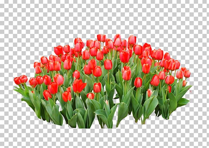 Tulip Red Flower PNG, Clipart, Color, Cut Flowers, Download, Euclidean Vector, Floral Design Free PNG Download