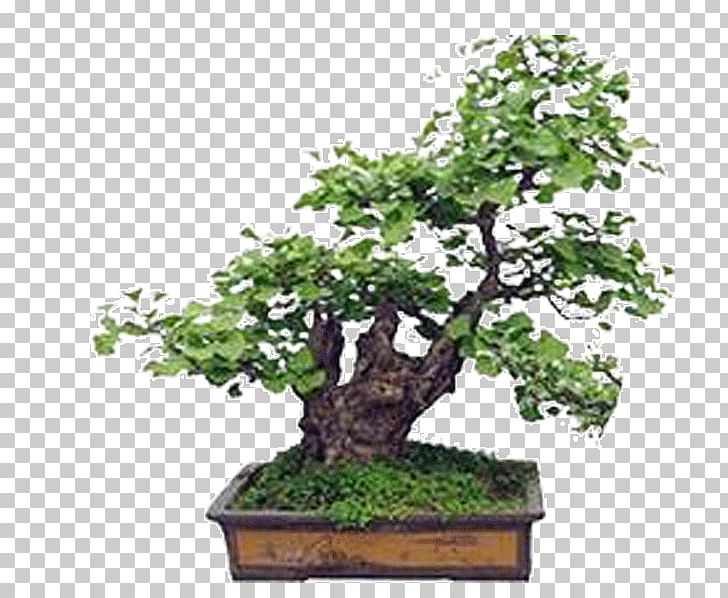 Bonsai Ginkgo Biloba Seed Tree Plant PNG, Clipart, Bed, Bonsai Cultivation And Care, Flower, Flower Bed, Flower Bouquet Free PNG Download