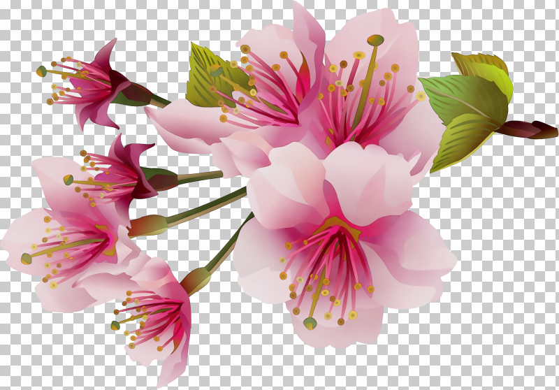 Cherry Blossom PNG, Clipart, Blossom, Cherry Blossom, Flower, Geranium, Paint Free PNG Download