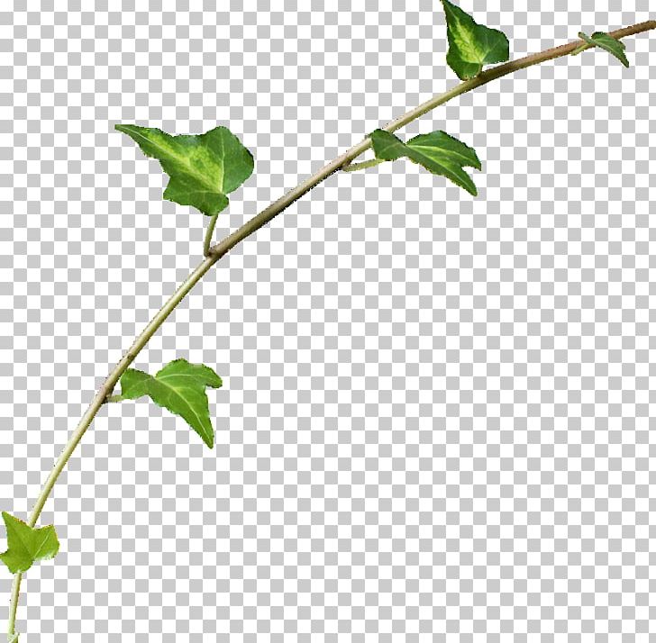 Herbaceous Plant Leaf PNG, Clipart, Branch, Download, Flower, Herb, Herbaceous Plant Free PNG Download