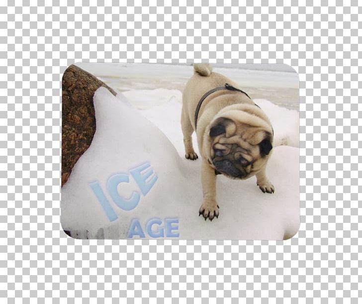 Pug Scrat Puppy Ice Age Saber-toothed Cat PNG, Clipart, Acorn, Animals, Breed, Carnivoran, Dog Free PNG Download