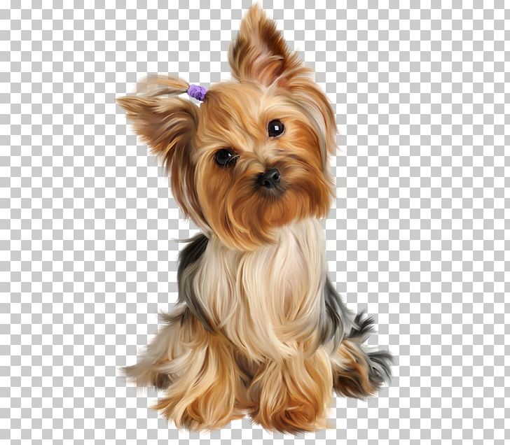 Yorkshire Terrier Puppy Siberian Husky Dog Grooming Pet PNG, Clipart, Animal, Animals, Carnivoran, Companion Dog, Dog Breed Free PNG Download