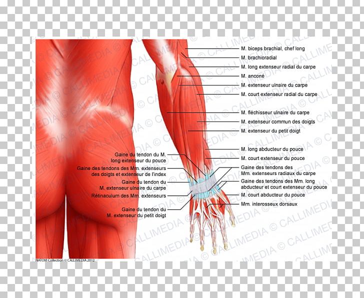 elbow muscle anatomy