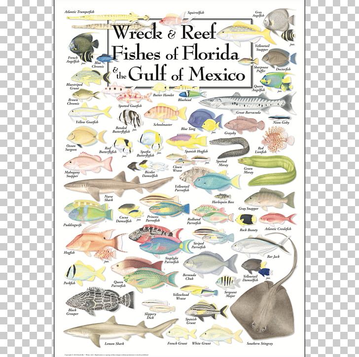 Gulf Of Mexico Southwest Florida Coral Reef Fish PNG, Clipart, Animals, Area, Coast, Coastal Fish, Coral Reef Free PNG Download