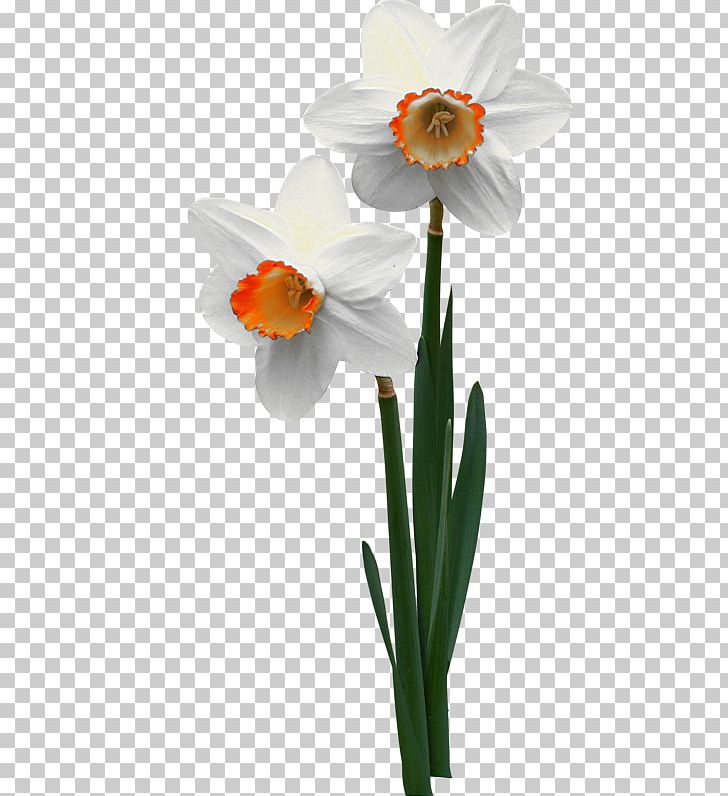 Jonquille Flowerpot Narcissus ×incomparabilis PNG, Clipart, Amaryllis Family, Blume, Daffodil, Flower, Flower Bouquet Free PNG Download