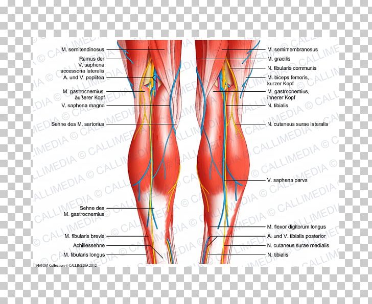 Knee Tendon Human Body Anatomy Ligament PNG, Clipart, Abdomen, Anatomi, Anatomy, Blood Vessel, Bone Free PNG Download