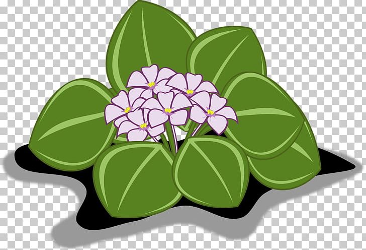 African Violets Floral Design PNG, Clipart, African, African Violets, Clip Art, Flor, Flora Free PNG Download