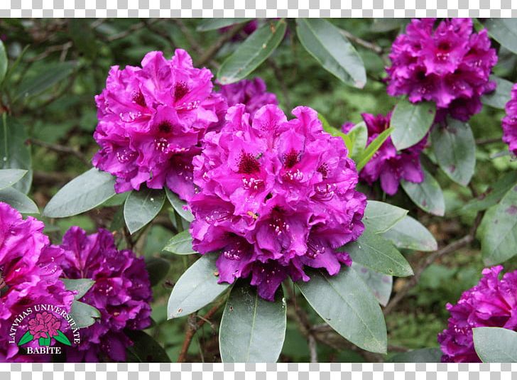 Azalea Rhododendron Herbaceous Plant Annual Plant Subshrub PNG, Clipart, Annual Plant, Azalea, Flower, Flowering Plant, Herbaceous Plant Free PNG Download