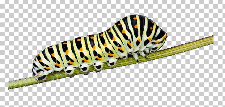 Butterfly Insect Caterpillar Larva Old World Swallowtail PNG, Clipart, Animal, Butterflies And Moths, Butterfly, Caterpillar, Caterpillar Insect Free PNG Download