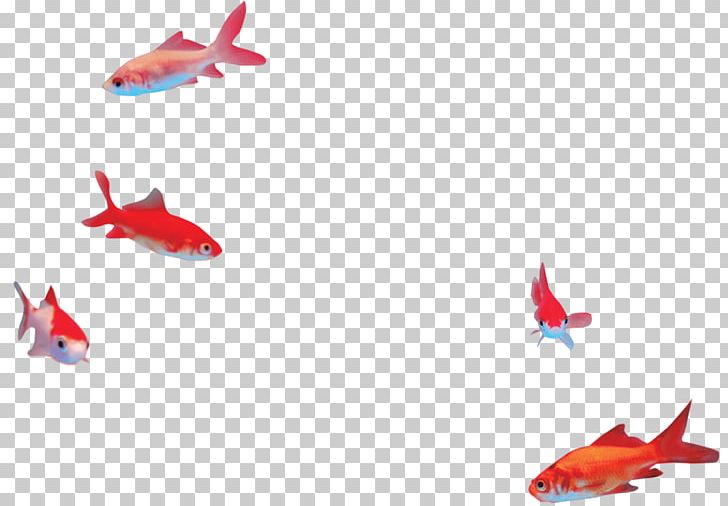 Fin Goldfish RED.M PNG, Clipart, Animals, Fin, Fish, Goldfish, Organism Free PNG Download