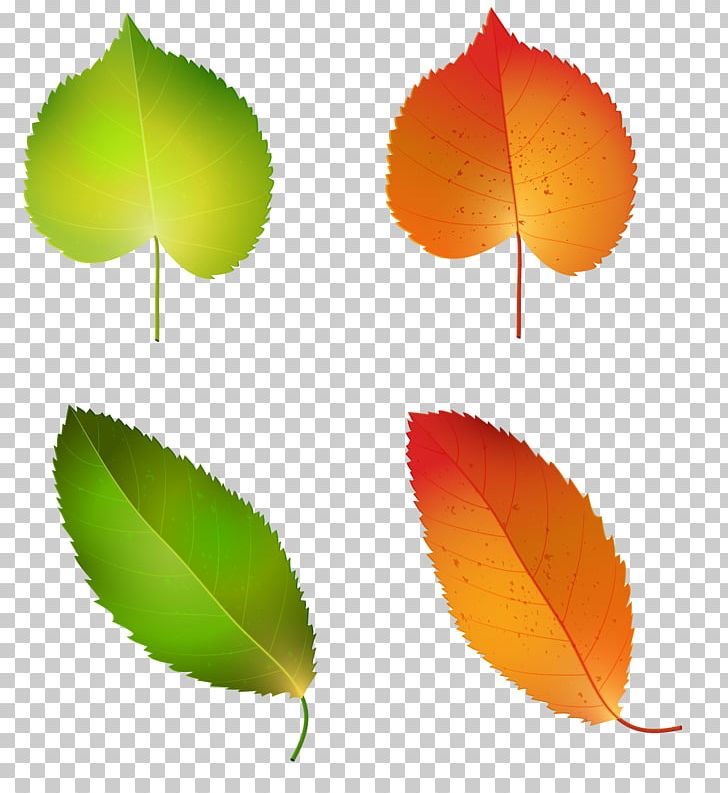 Leaf Petal Plant Stem PNG, Clipart, Autumn, Autumn Leaves, Bud, Clipart, Computer Icons Free PNG Download