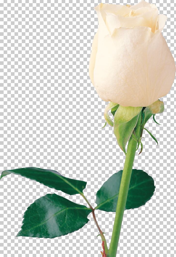 Rose White PNG, Clipart, Cold, Color, Countrylove, Cut Flowers, Desktop Wallpaper Free PNG Download