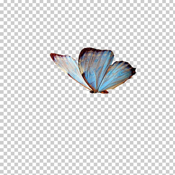 Butterfly Insect PNG, Clipart, Animals, Butterflies, Butterfly, Butterfly Group, Butterfly Wings Free PNG Download