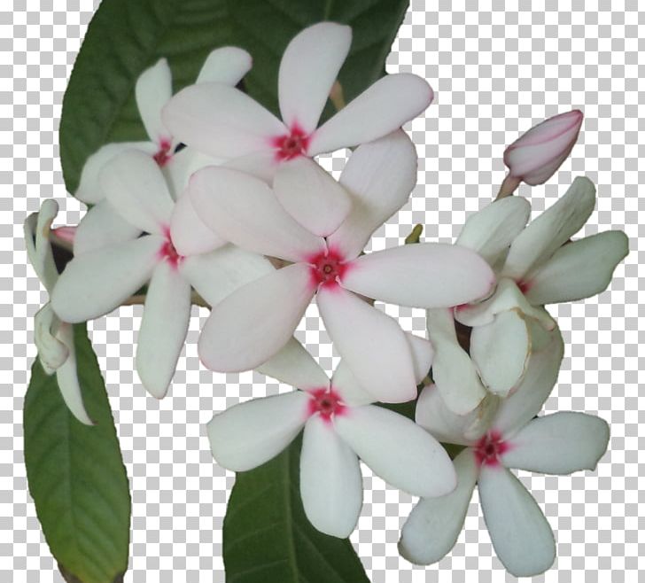 Flowering Plant Flowering Plant Petal PNG, Clipart, Flower, Flowering Plant, Jasmine, Lord Krishna, Nature Free PNG Download