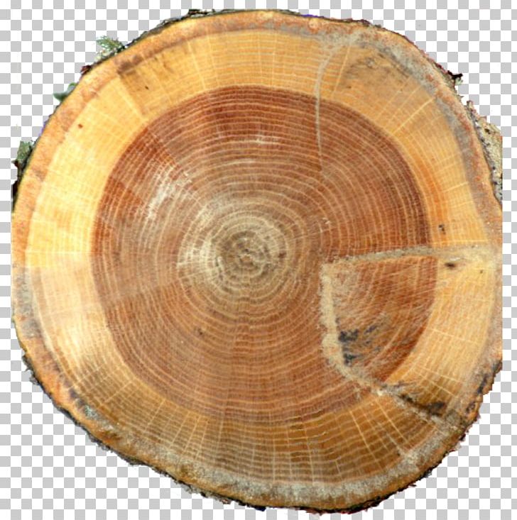 Lumber Tree Annual Plant PNG, Clipart, Annual Plant, Circle, Lumber, Nature, Tree Free PNG Download