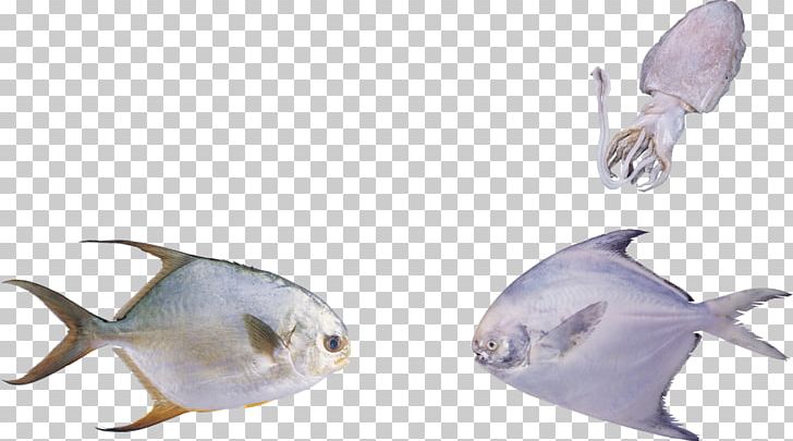 Seafood Bony Fishes U6d77u6c34u9b5a Freshwater Fish PNG, Clipart, Animals, Beak, Biological, Bony Fishes, Creative Background Free PNG Download