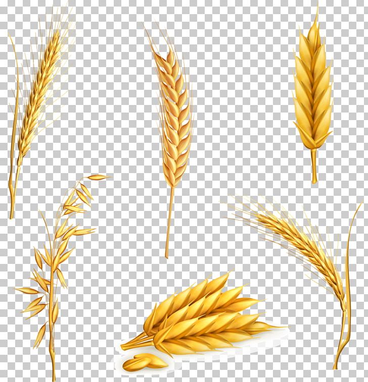 Wheat Ear Cereal PNG, Clipart, Cereal Germ, Color, Commodity, Computer Icons, Crop Free PNG Download