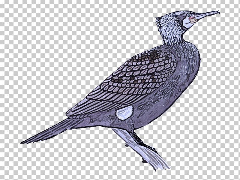 Feather PNG, Clipart, Beak, Cuckoos, Feather, Wader Free PNG Download