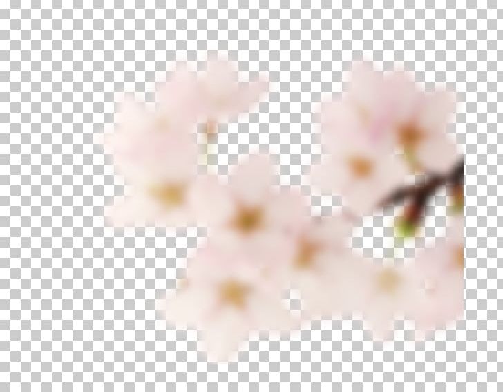 Cherry Blossom ST.AU.150 MIN.V.UNC.NR AD Close-up Pink M PNG, Clipart, Blossom, Branch, Cherry, Cherry Blossom, Closeup Free PNG Download