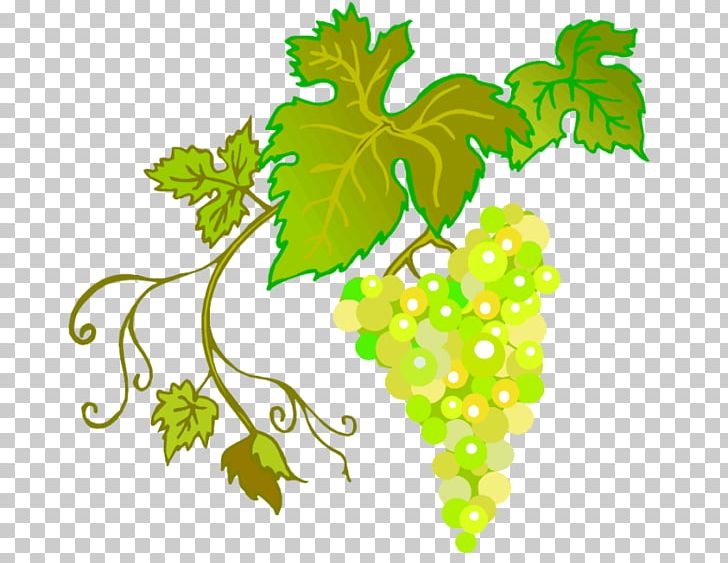 Common Grape Vine Wine PNG, Clipart, Branch, Digital Image, Flowering Plant, Food, Fruit Free PNG Download