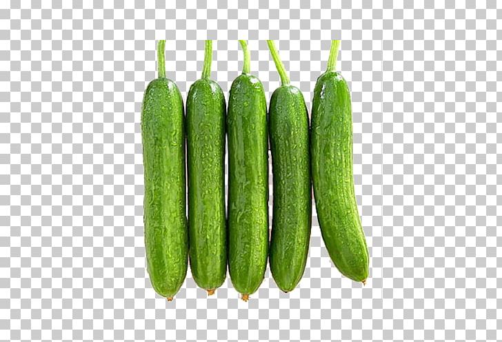 Pickled Cucumber Vegetable Fruit Food PNG, Clipart, Cuc, Cucumber Gourd And Melon Family, Cucumber Juice, Cucumber Slice, Cucumber Slices Free PNG Download