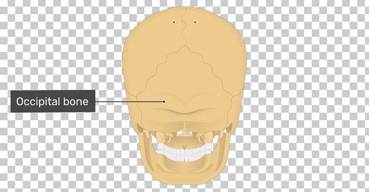 Shoe Jaw PNG, Clipart, Jaw, Shoe, Skull Bones Free PNG Download