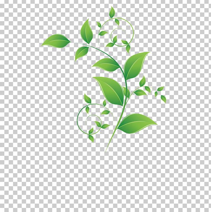 Leaf Adobe Illustrator Green PNG, Clipart, Adobe Illustrator, Autumn Leaf, Blue, Branch, Chamomile Free PNG Download