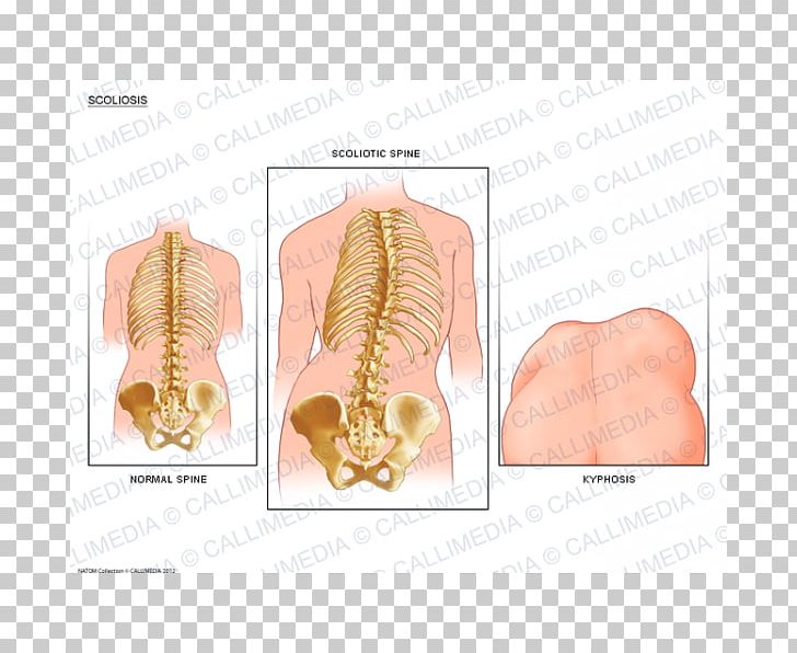 Muscle Bone Organism PNG, Clipart, Art, Bone, Ear, Jaw, Joint Free PNG Download