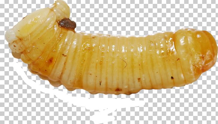 Ootheca Waxworm Larva PNG, Clipart, Blattodea, Caterpillar, Corn On The Cob, Download, Egg Free PNG Download