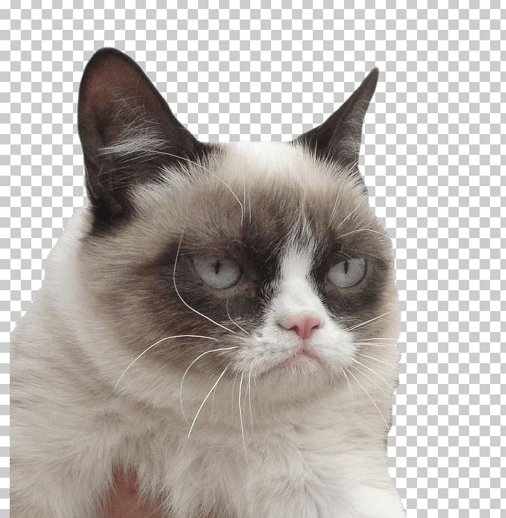 Grumpy Cat Kitten Desktop PNG, Clipart, Animals, Carnivoran, Cat, Cat Breed, Cat Like Mammal Free PNG Download
