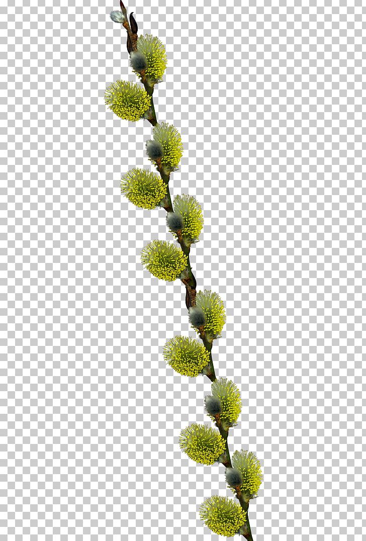 Tree Willow PNG, Clipart, Branch, Flower, Larch, Magnolia, Nature Free PNG Download