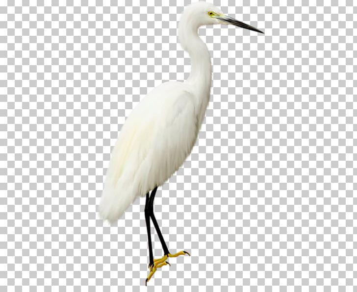 Bird Heron Encapsulated PostScript PNG, Clipart, Animals, Beak, Bird, Ciconiiformes, Crane Free PNG Download