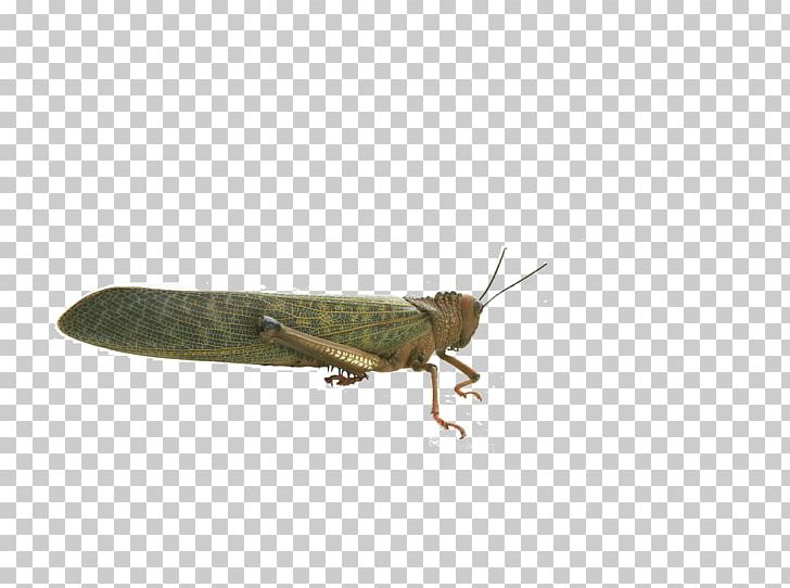 Net-winged Insects Locust Insect Wing Pest PNG, Clipart, Animals, Arthropod, Cricket, Fauna, Grasshopper Free PNG Download