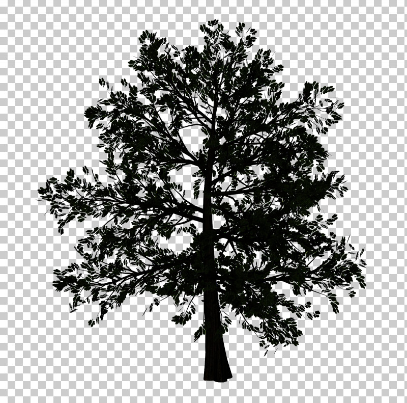 Plane PNG, Clipart, American Larch, Branch, Flower, Leaf, Lodgepole Pine Free PNG Download