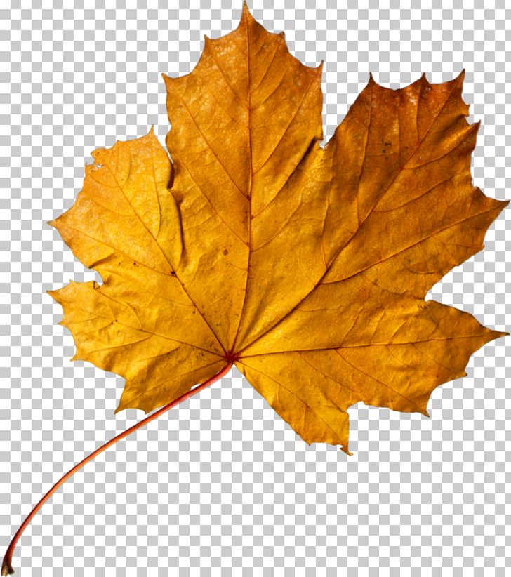 Apricot Autumn Leaf Color Maple Leaf Gold PNG, Clipart, Apricot, Autum, Autumn, Autumn Leaves, Borders Free PNG Download