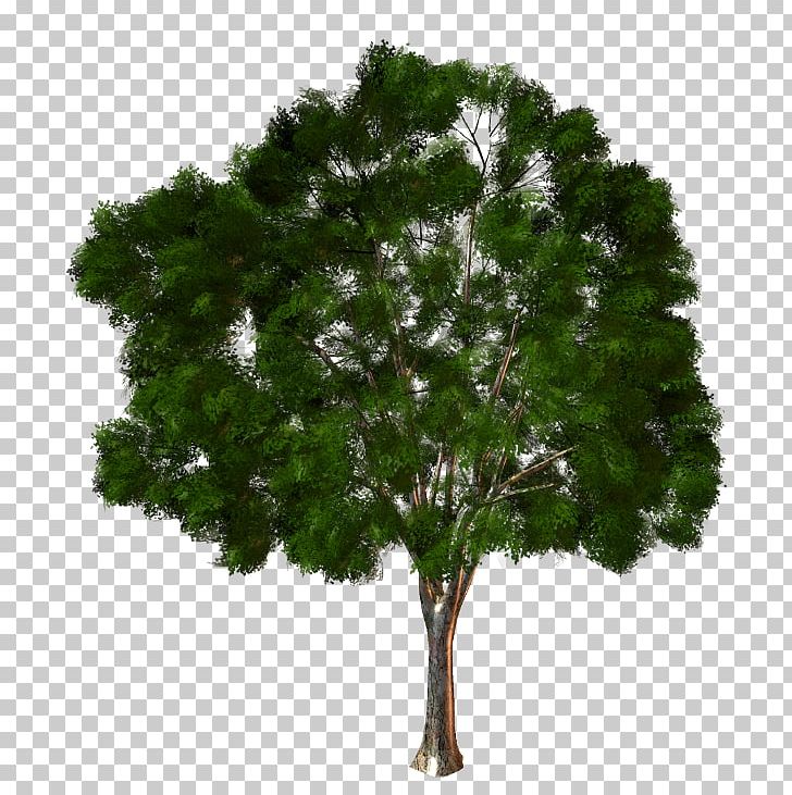 Branch Rubber Fig Tree Trunk Ficus Microcarpa PNG, Clipart, Banyan, Bay Laurel, Branch, Evergreen, Fig Tree Free PNG Download