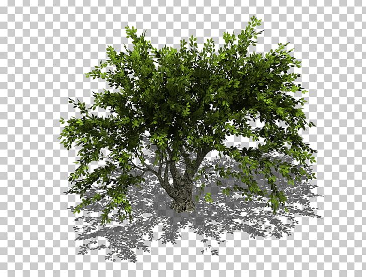 Oak Branch Tree Shrub PNG, Clipart, Basically, Branch, Gum Trees, Isometric, Leaf Free PNG Download