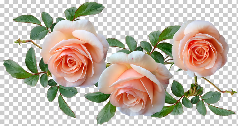 Garden Roses PNG, Clipart, Cabbage Rose, Cut Flowers, Floral Design, Floribunda, Flower Free PNG Download