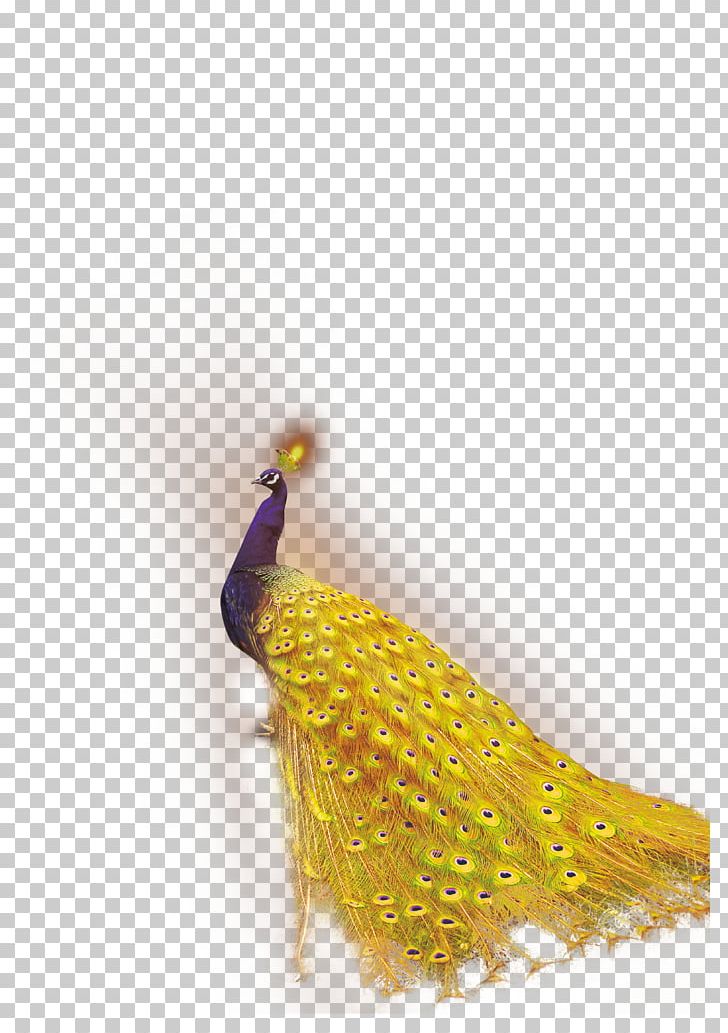 Bird Peafowl Feather Template PNG, Clipart, Adobe Illustrator, Animal, Animals, Beak, Biological Free PNG Download