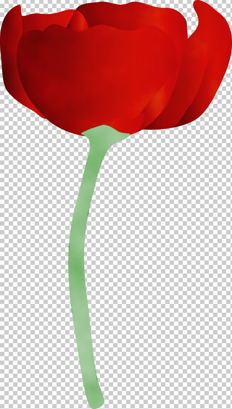 Red Tulip Flower Plant Plant Stem PNG, Clipart, Coquelicot, Flower, Lily Family, Paint, Petal Free PNG Download